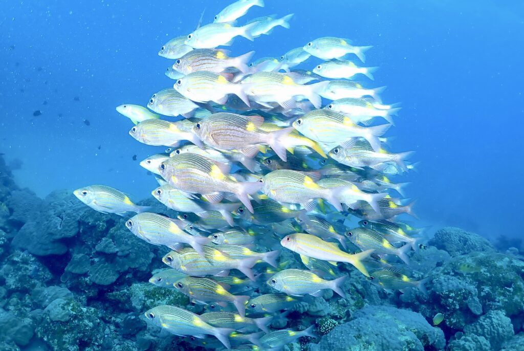 奄美大島で見た魚群（Photo by kazu-anemone12）