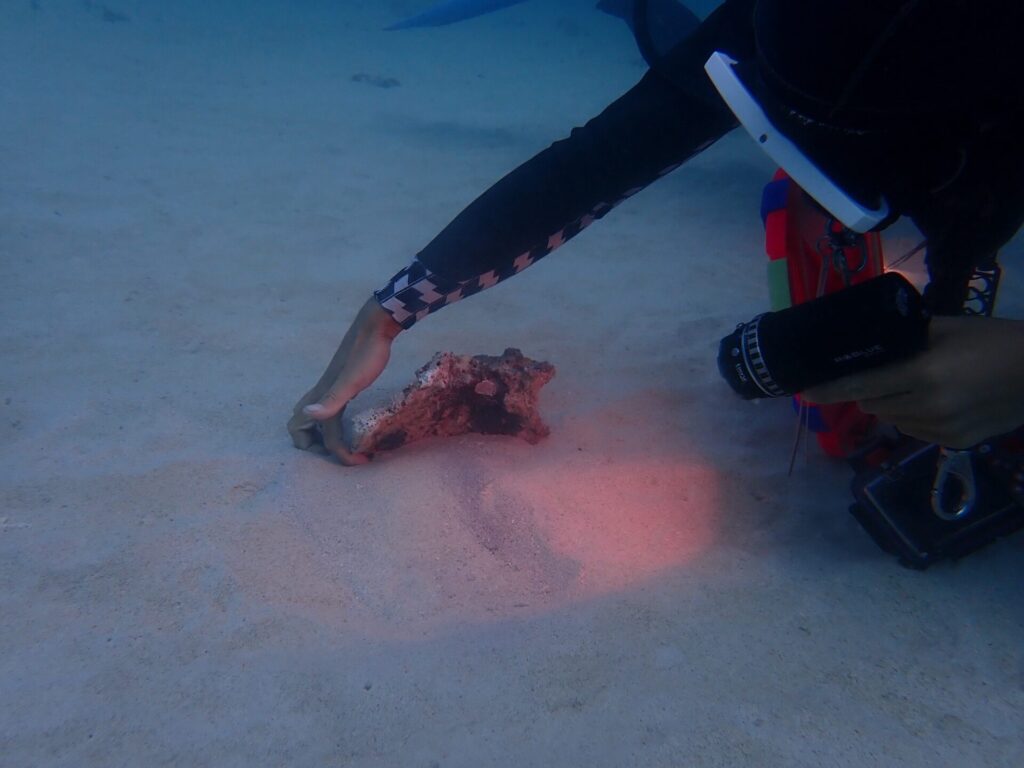 生き物を探すスタッフ